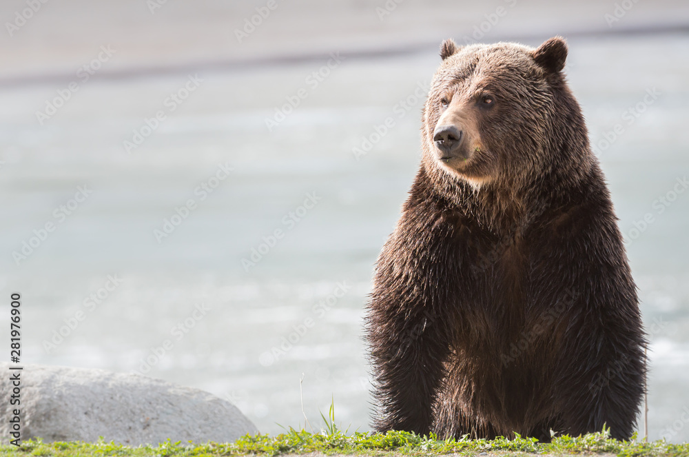 Obraz premium Grizzly bear in the spring