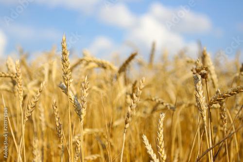 Beautiful summer landscape. Ripe wheat field  wheat ears  shallow depth of field. Harvest idea concept. rural scenery with blue sky with sun. creative image. wheat  field