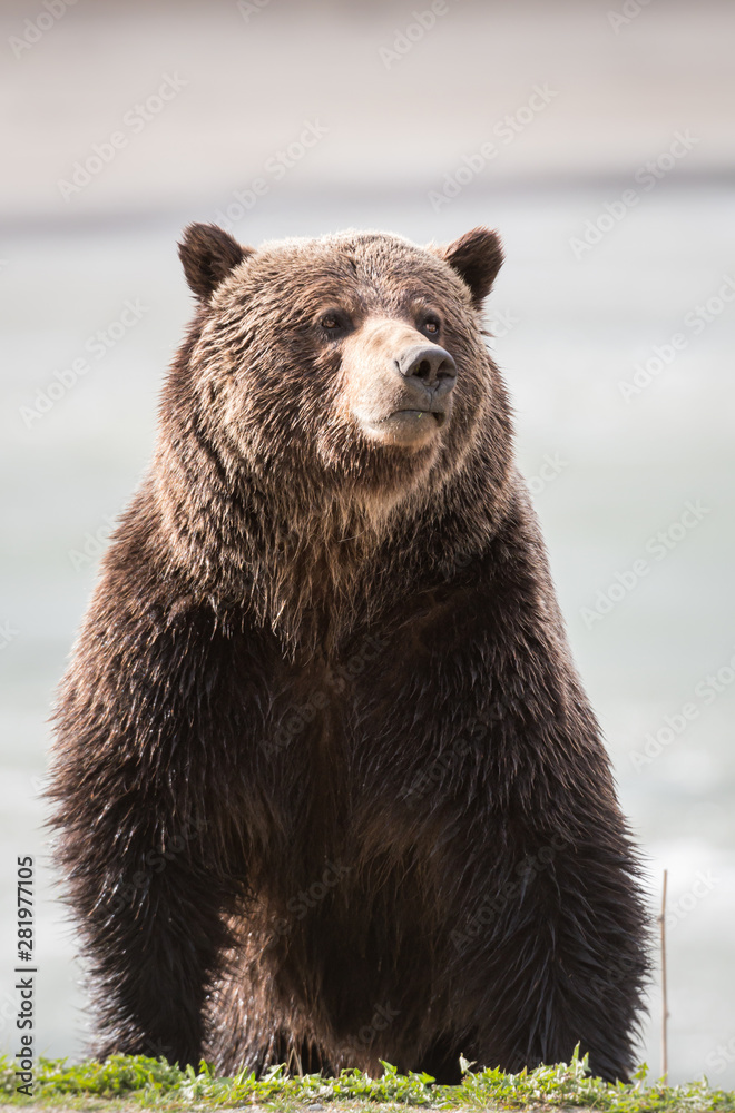 Obraz premium Grizzly bear in the spring