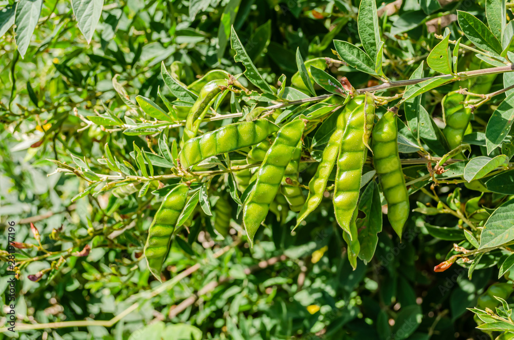 Obraz premium Green Gungo Pods On Tree