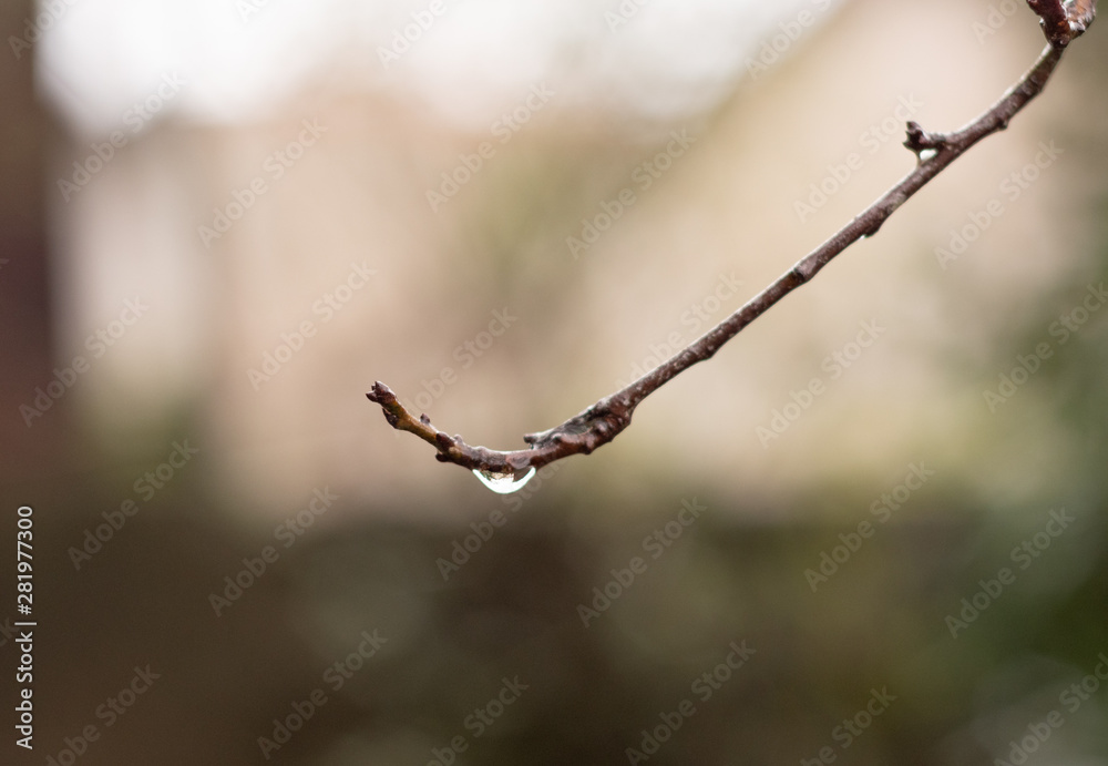 leaking rain on branch leaking rain on branch