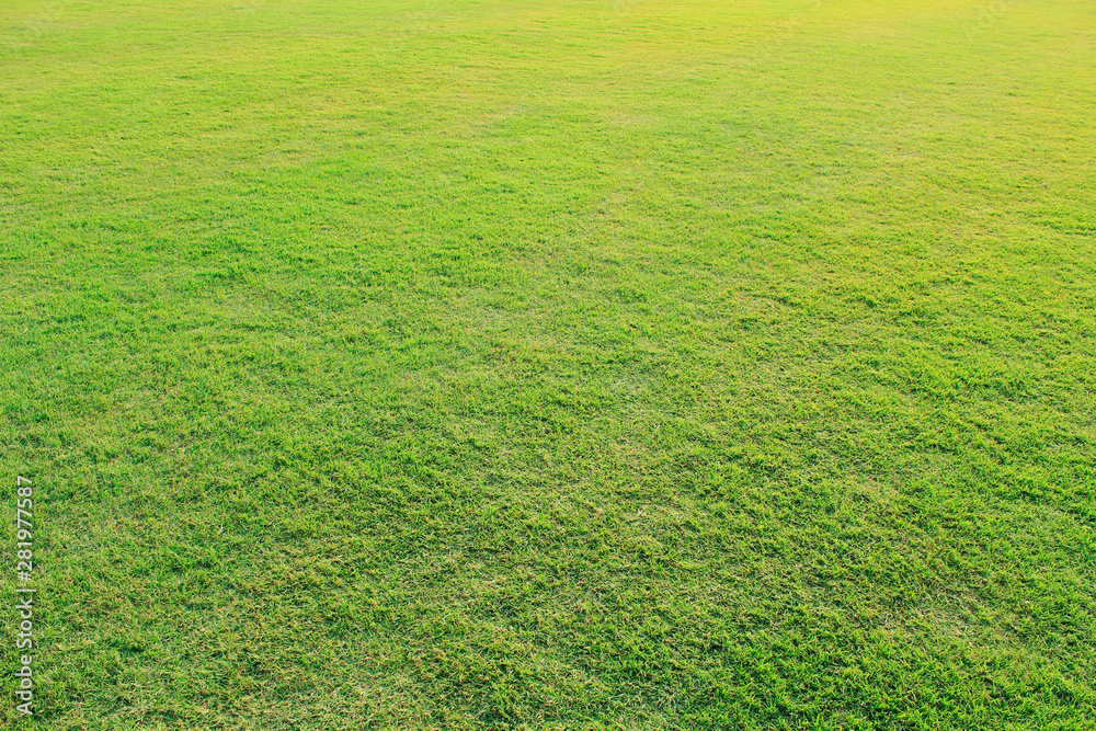 green field of grass