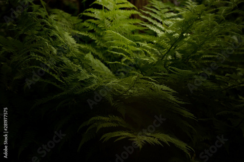 Fern bush in the forest illuminated by the sun