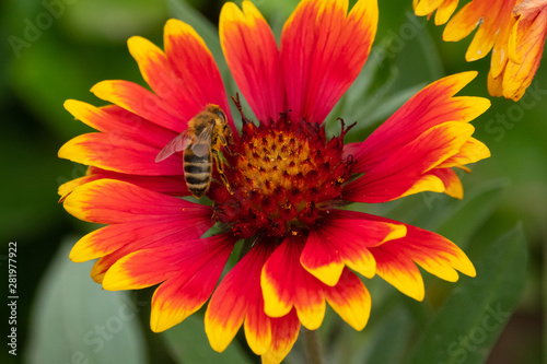 Fototapeta Naklejka Na Ścianę i Meble -  Bee on flower