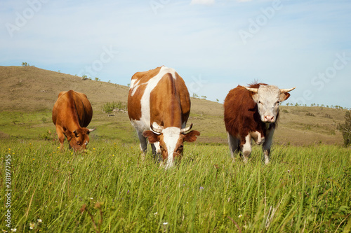 Fototapeta Naklejka Na Ścianę i Meble -  Three cows graze in a meadow on a mountain pasture on a Sunny summer day in a meadow on a mountain pasture on a Sunny summer day