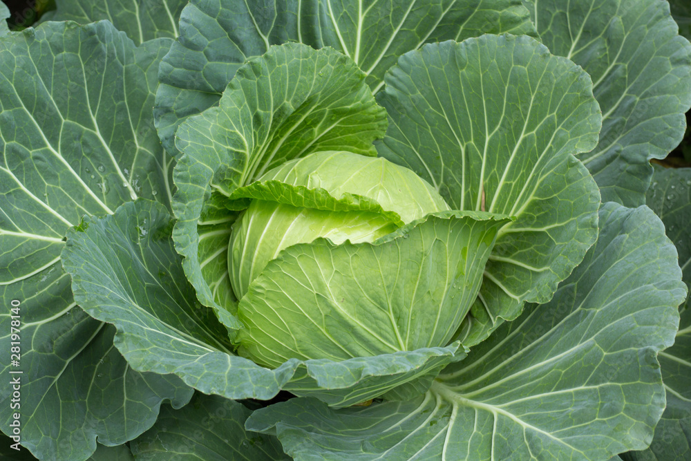 head of cabbage in garden head of cabbage in garden
