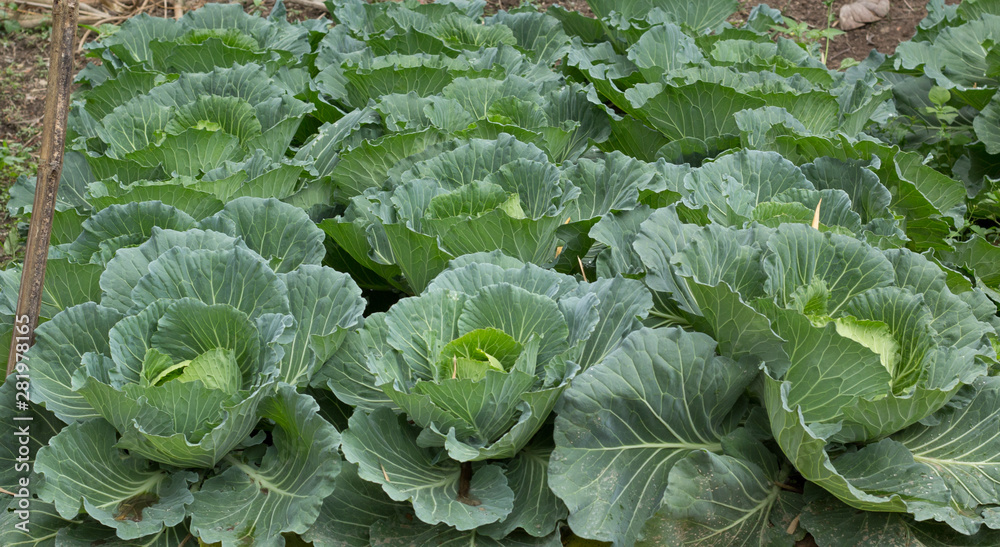 cabbage growing in the garden cabbage growing in the garden