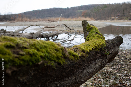 Moss on fallen log