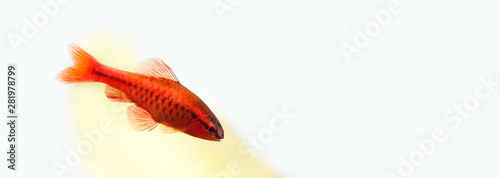 Beautiful red fish on soft green background. Male barb swimming tropical freshwater aquarium tank. Puntius titteya belonging to the family Cyprinidae. Macro view  shallow depth of field. Copy space.
