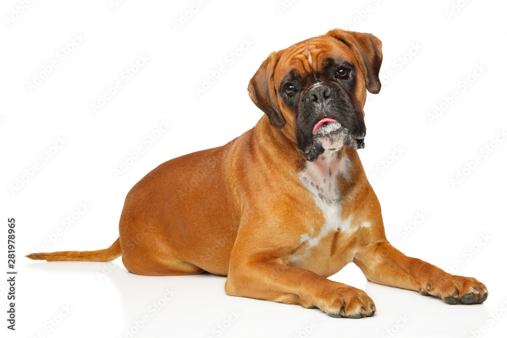 German boxer, lying on a white background