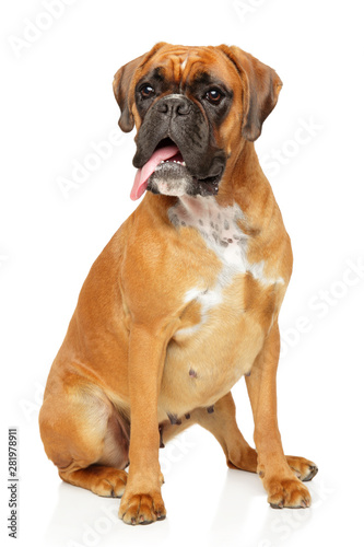 Adult boxer dog sits in front of white background