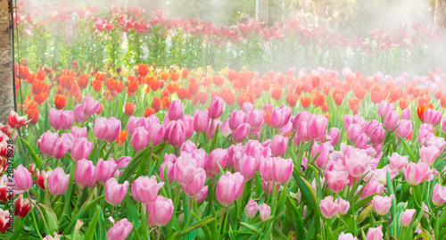 field of pink tulips