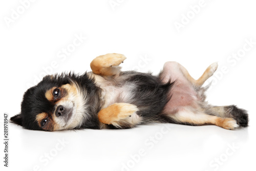 Cute Chihuahua dog resting