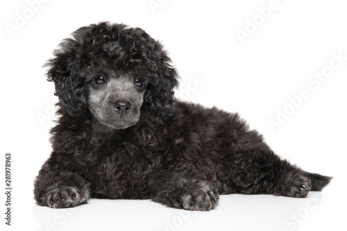 Toy poodle puppy lying on white background