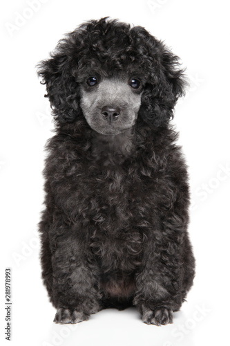 Toy Poodle puppy sits on white background