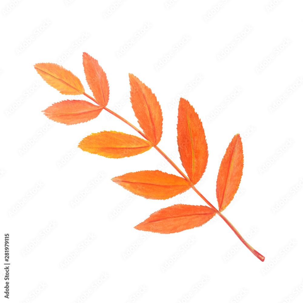 Naklejka premium Bright rowan leaf isolated on white.