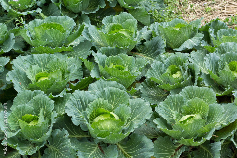 cabbage growing in the garden cabbage growing in the garden