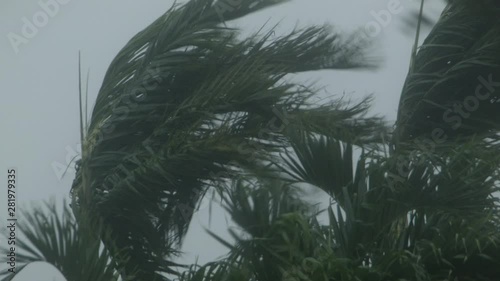 Hurricane-Tropical Storm-natural disaster-Palm Tree-blowing in the wind with nat sound