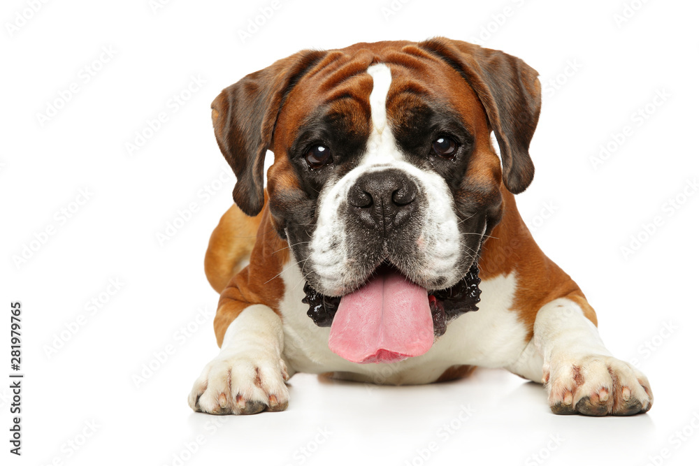 German Boxer dog lying on white background