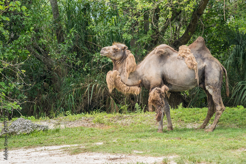 Camel in natural environment