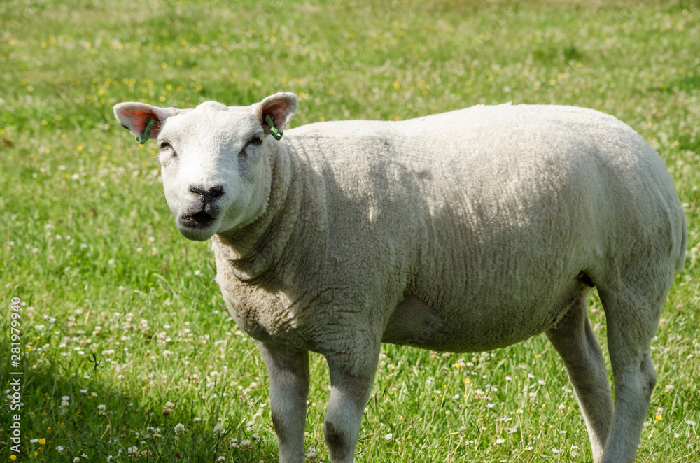 Obraz premium Sheep purebred sheared animals in nature on green grass