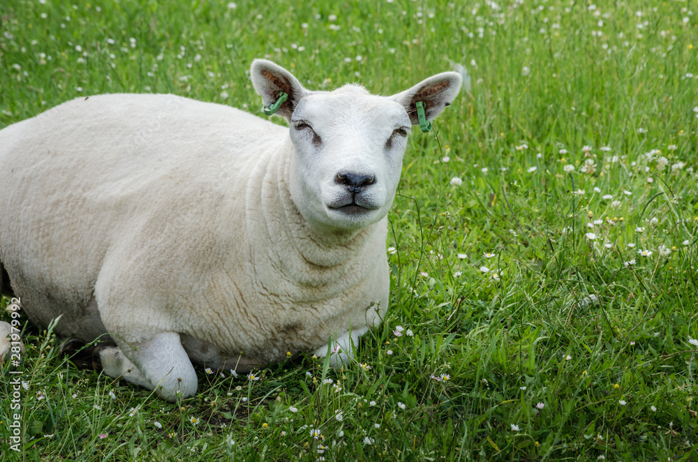 Sheep purebred sheared animals in nature on green grass Sheep purebred sheared animals in nature on green grass