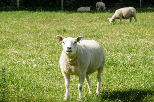 Sheep purebred sheared animals in nature on green grass