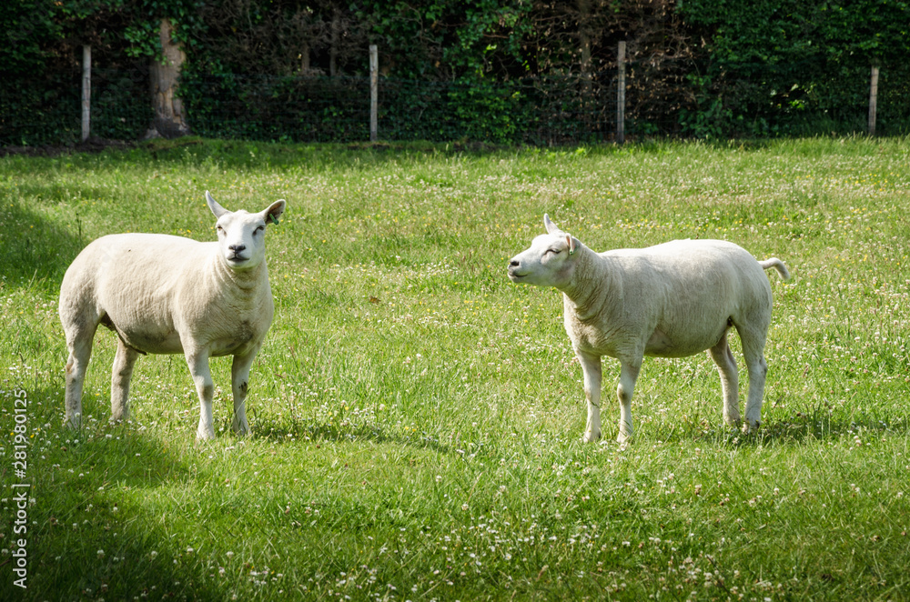 Obraz premium Sheep purebred sheared animals in nature on green grass