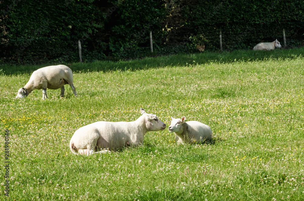 Sheep purebred sheared animals in nature on green grass Sheep purebred sheared animals in nature on green grass