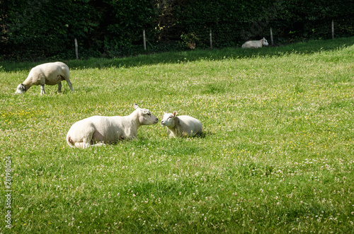 Sheep purebred sheared animals in nature on green grass