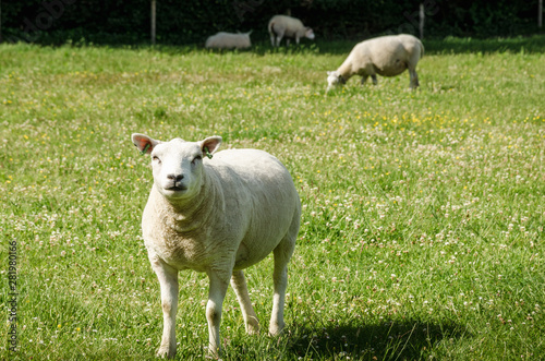Sheep purebred sheared animals in nature on green grass © mykytivoandr