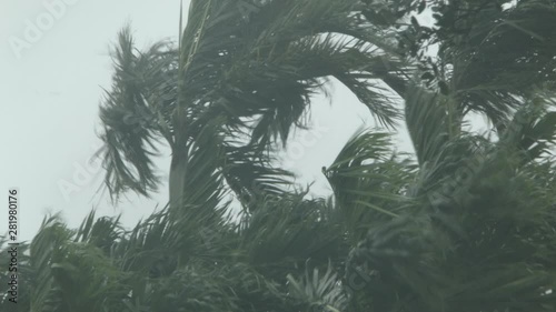 Hurricane-natural disaster-tropical storm-natural disaster-palm trees_heavy rain_nat sound