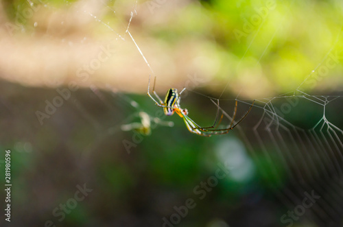 Yellow Striped Spider Outdoor