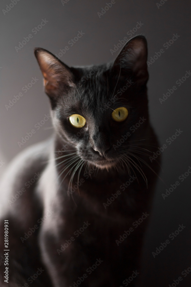Black oriental cat portrait on black backround. 
