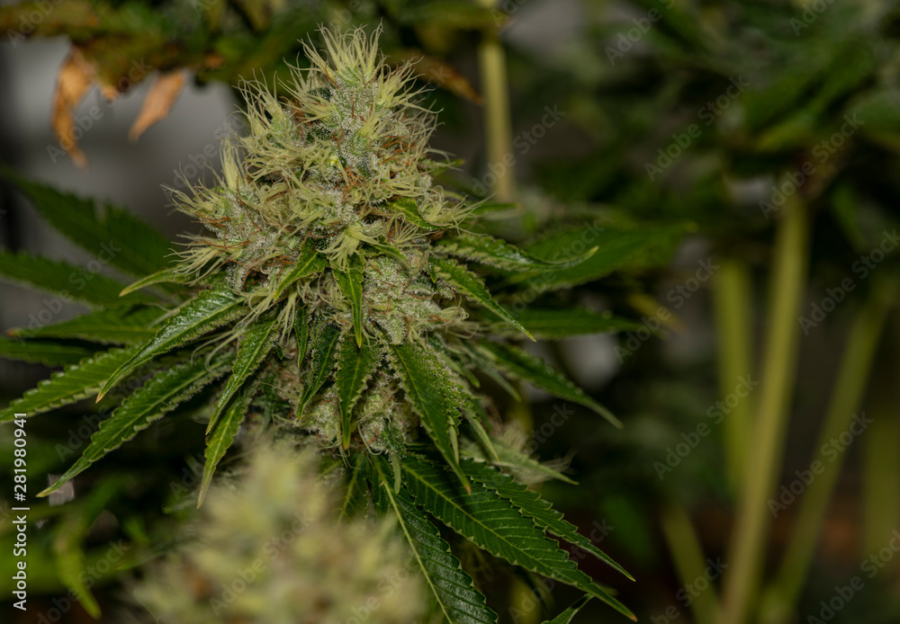 Ripe bloom of Amherst Sour Diesel and Bubble gum variety in case under light Ripe bloom of Amherst Sour Diesel and Bubble gum variety in case under light