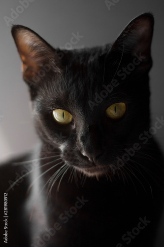 Black oriental cat portrait on black backround. 
