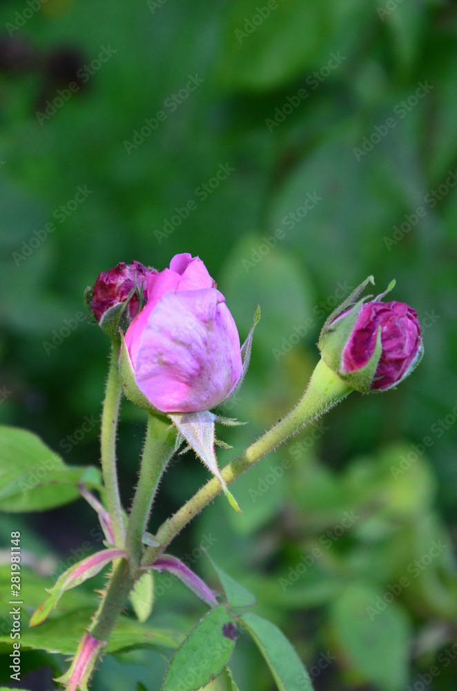 A beautiful flower in the garden A beautiful flower in the garden