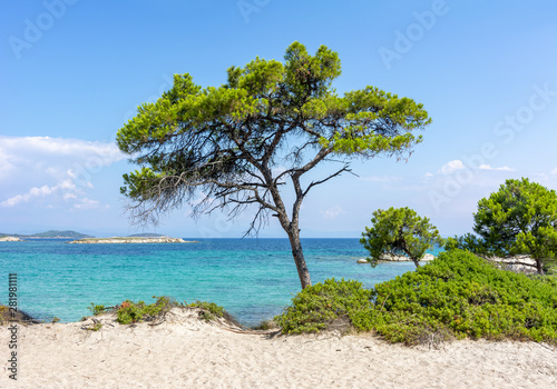 Fototapeta Naklejka Na Ścianę i Meble -  Pine tree on Karydi beach in Vourvourou, Sithonia, Chalkidiki, Greece