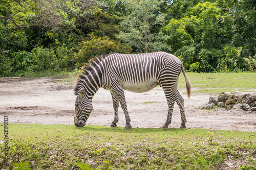 Zebra walking on the grass