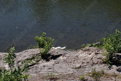 Dog playing in the river