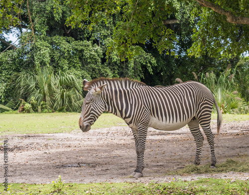 Zebra walking on the grass