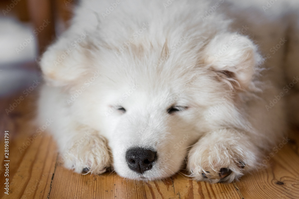 Samoyed puppy laying on the floor and sleeping Samoyed puppy laying on the floor and sleeping