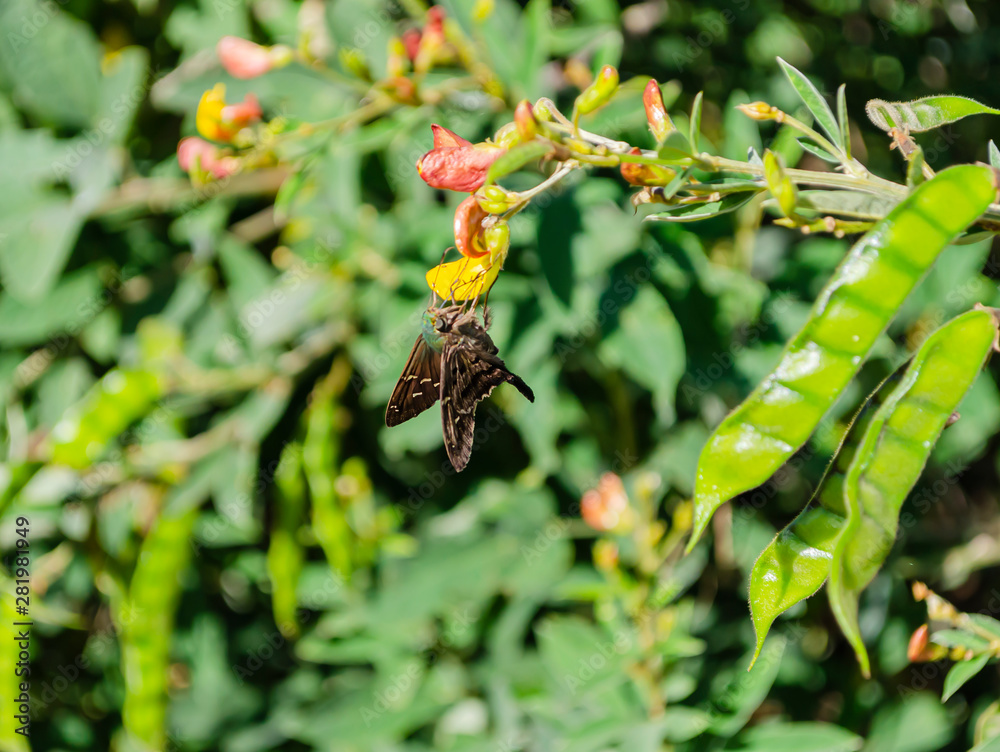 Obraz premium Swallowtail On Blossom