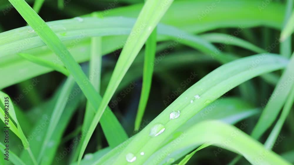 Wide green leaves of daylily with dew drops sway in the wind on a sunny morning. Close-up. The concept of natural beauty. Wide green leaves of daylily with dew drops sway in the wind on a sunny morning. Close-up. The concept of natural beauty.