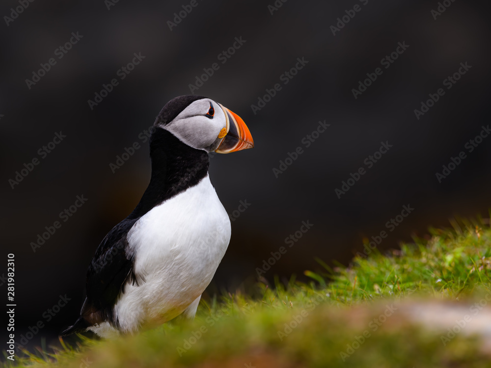 Atlantic Puffin Standing Portrait on Dark Gray Background Atlantic Puffin Standing Portrait on Dark Gray Background