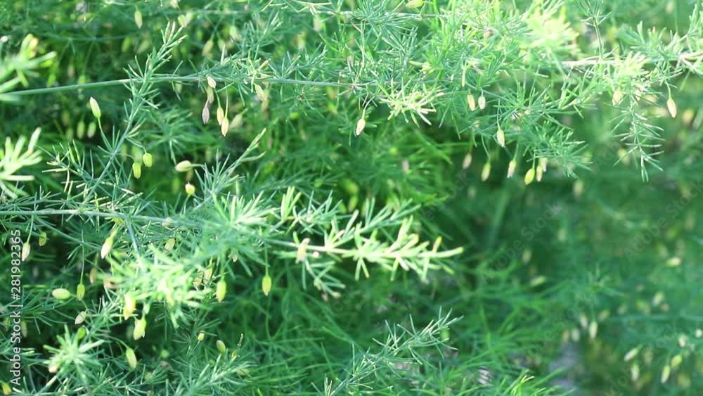 Green sprigs of asparagus sway in the wind on a sunny morning. Close-up. The concept of natural beauty. Green sprigs of asparagus sway in the wind on a sunny morning. Close-up. The concept of natural beauty.