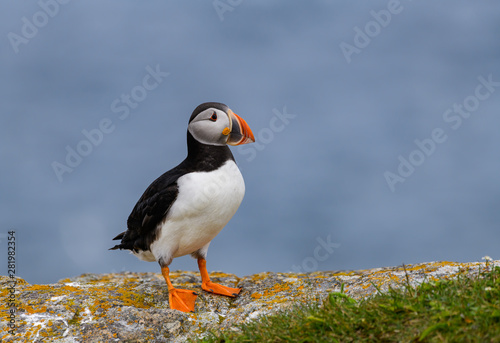 Atlantic Puffin Standing on Cliff Ledge on Blue Background © FotoRequest