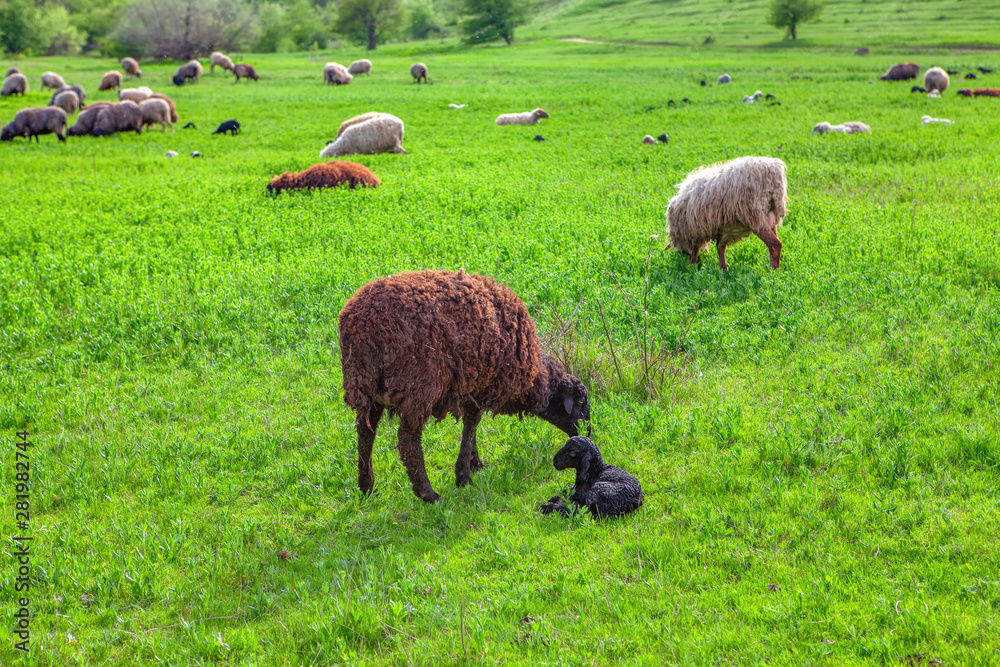 sheep with newborn lamb on the green meadow sheep with newborn lamb on the green meadow