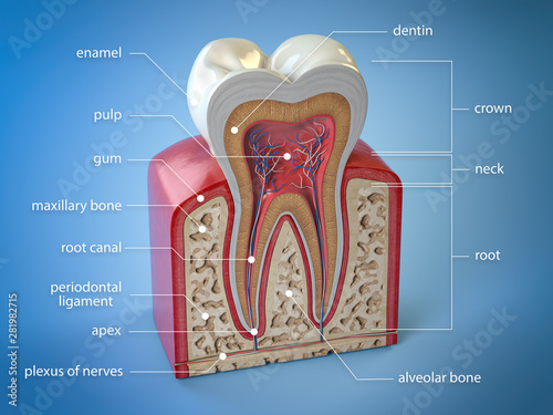 Fotografie Dental tooth anatomy
