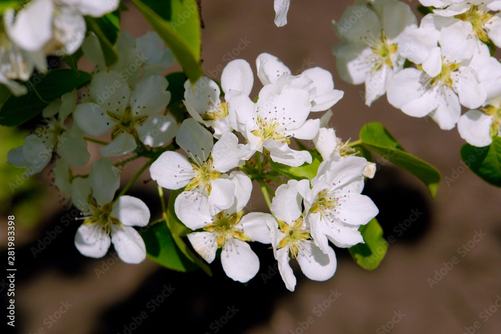 Fototapeta premium Flowering branches of the apple tree